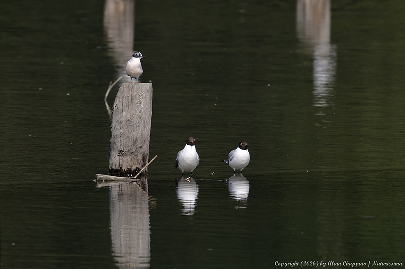 Mouette pygmée