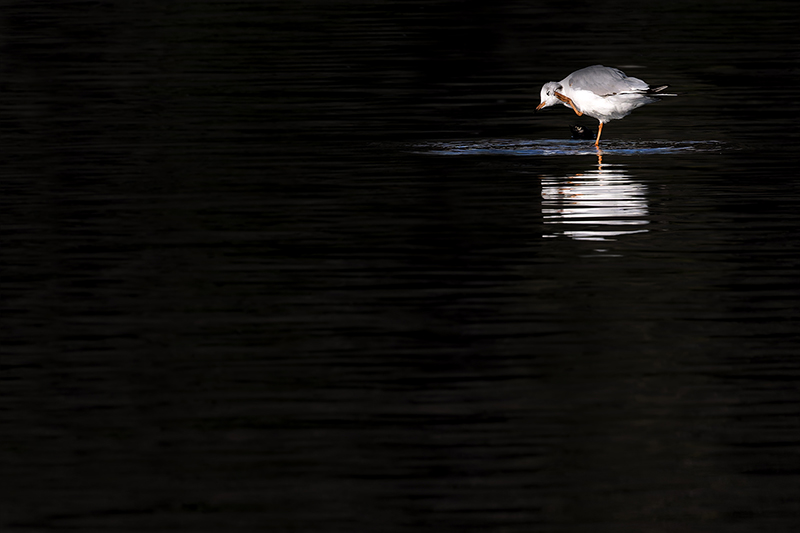 Mouette rieuse