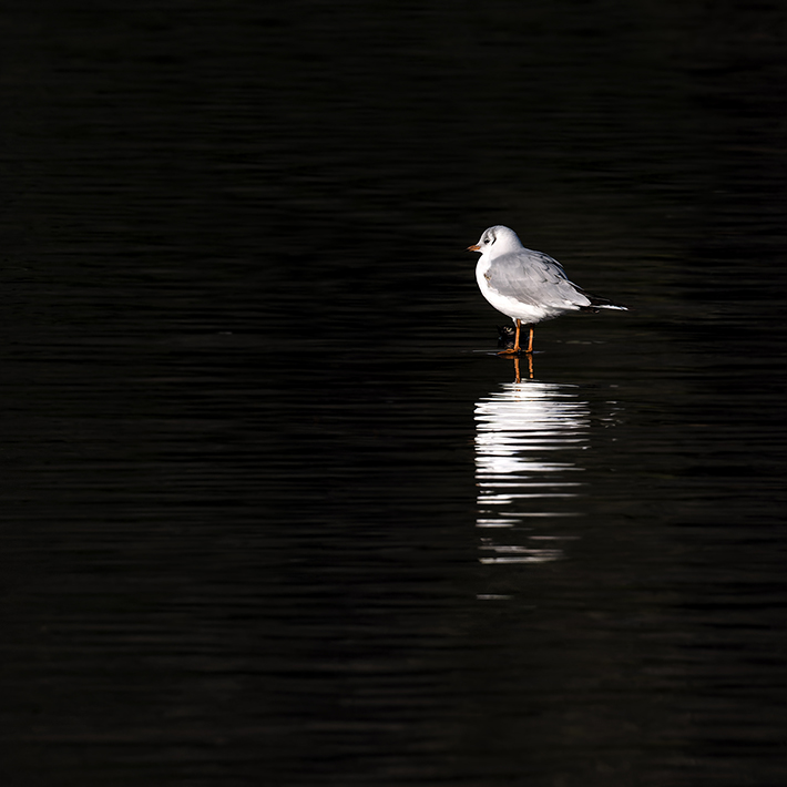 Mouette rieuse