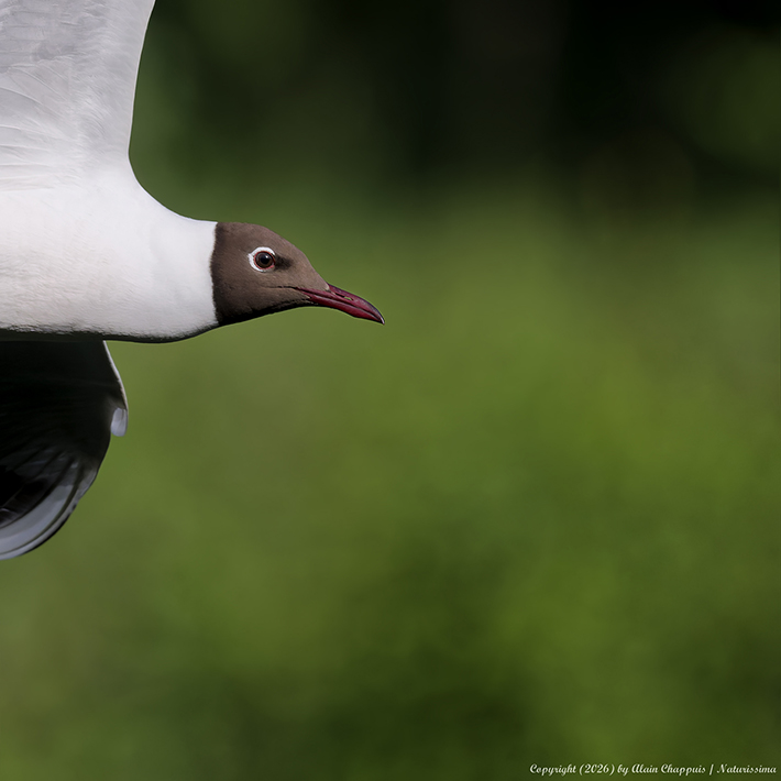 Mouette rieuse portrait