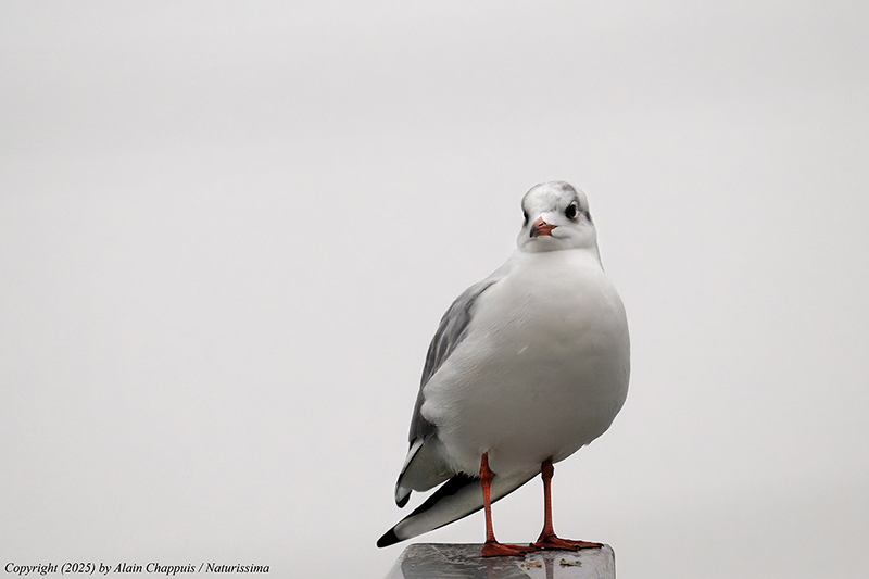 Mouette rieuse