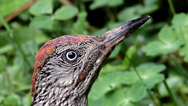 Portrait de pic vert juvénile.