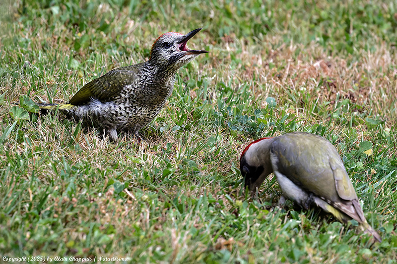 Pic vert avec un juvénile.