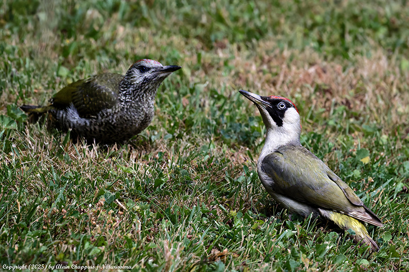 Pic vert avec un juvénile.