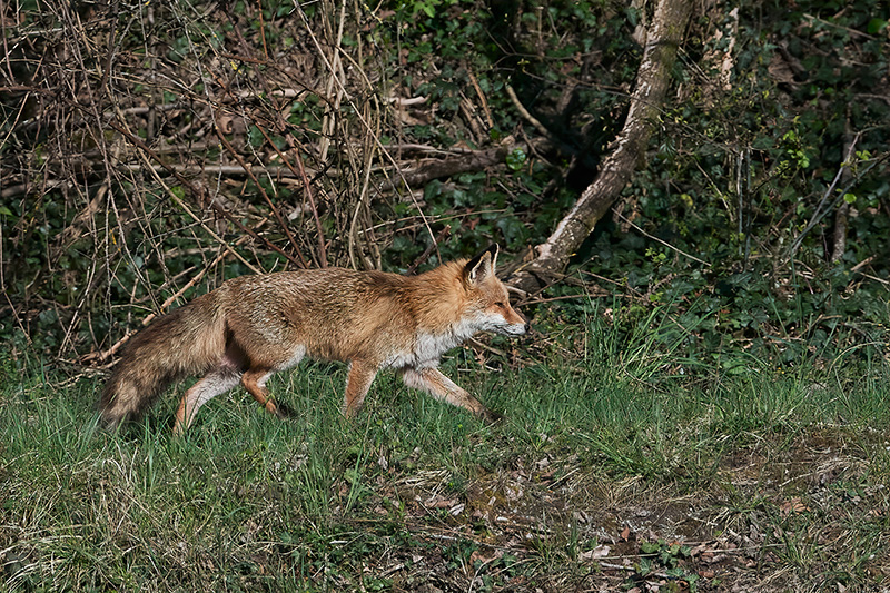 Teppes du Biolay.